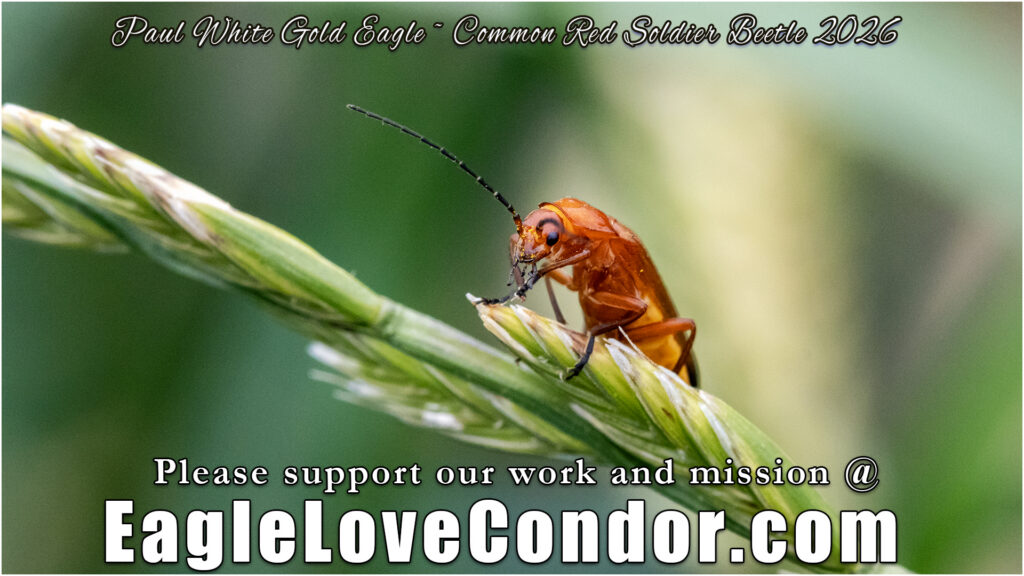 Common Red Soldier Beetle 