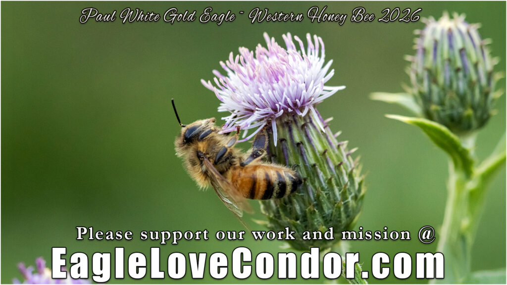 Western Honey Bee