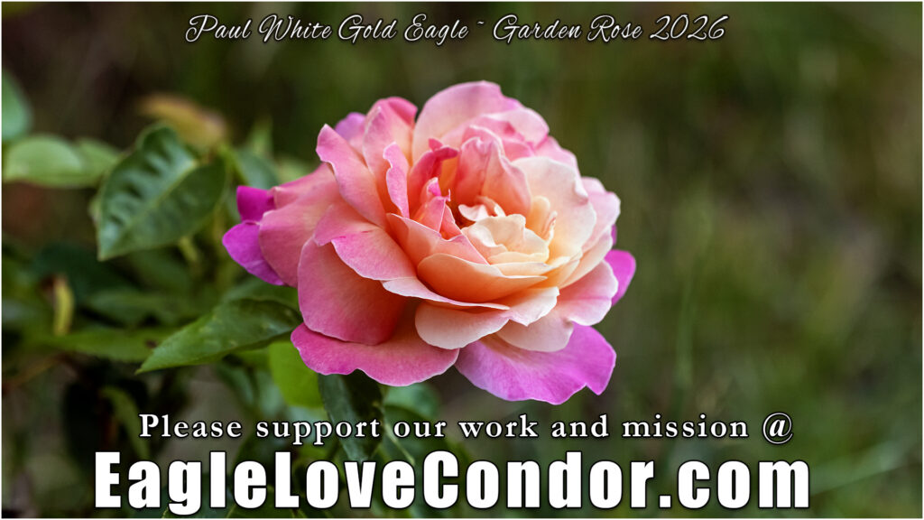 Garden Rose