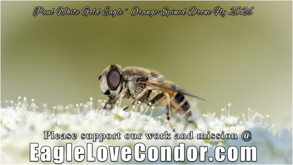 Orange Spined Drone Fly