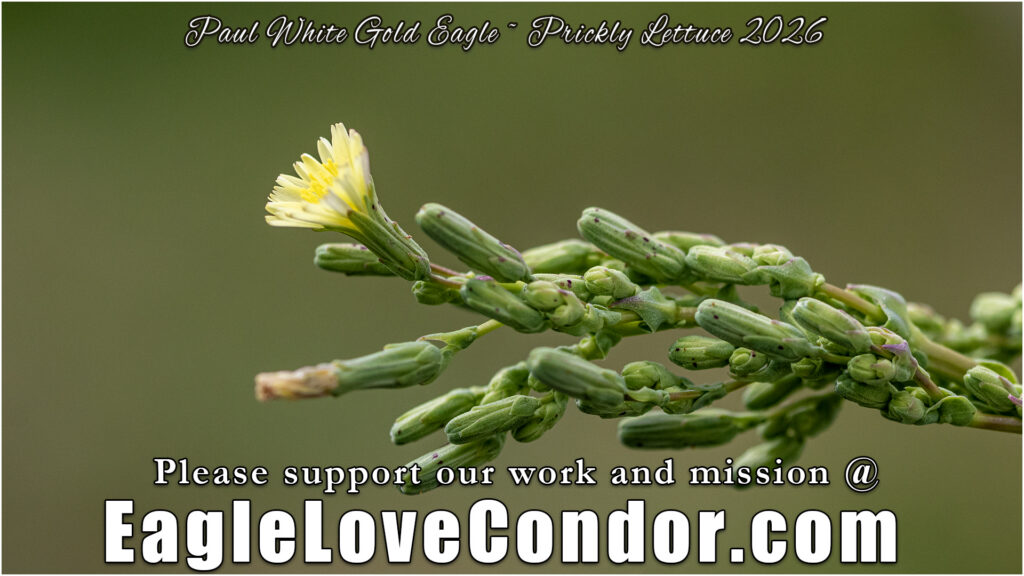 Prickly Lettuce