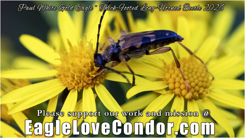 Thick-Footed Long-Horned Beetle