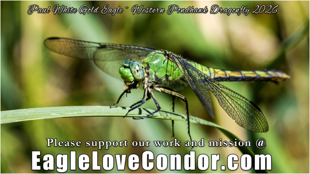 Western Pondhawk Dragonfly