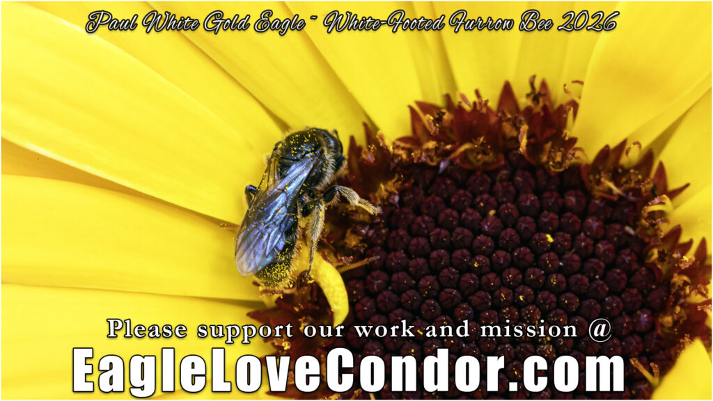 White Footed Furrow Bee