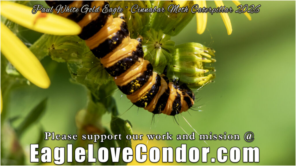 Cinnabar Moth Caterpillar