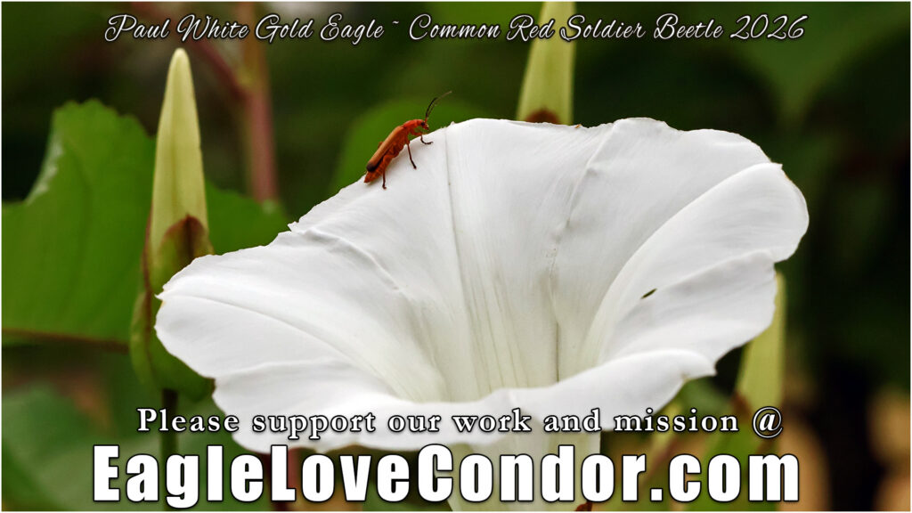 Common Red Soldier