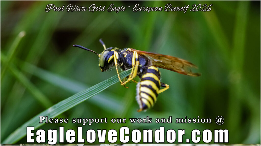 European Beewolf