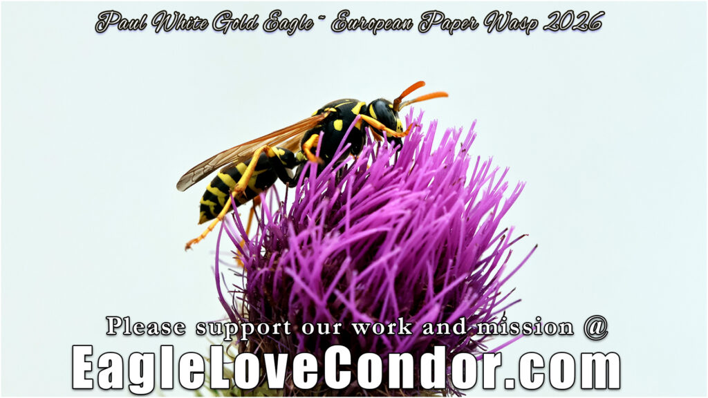 European Paper Wasp