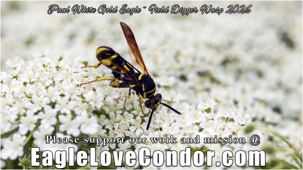Field Digger Wasp