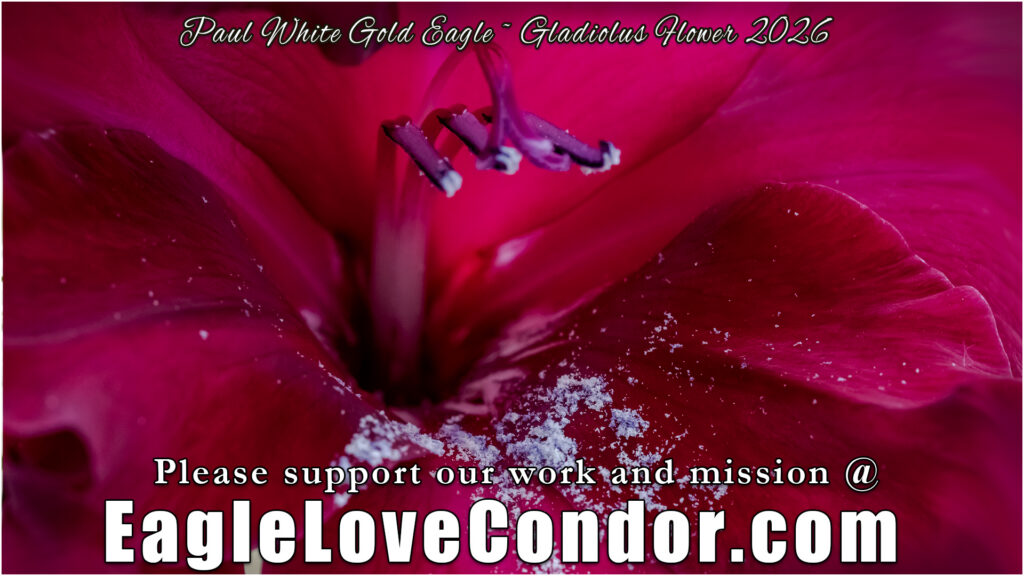 Gladiolus Flower