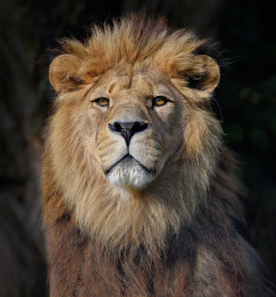 Lion's Gate energy