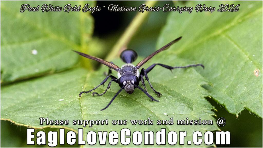 Mexican Grass-Carrying Wasp