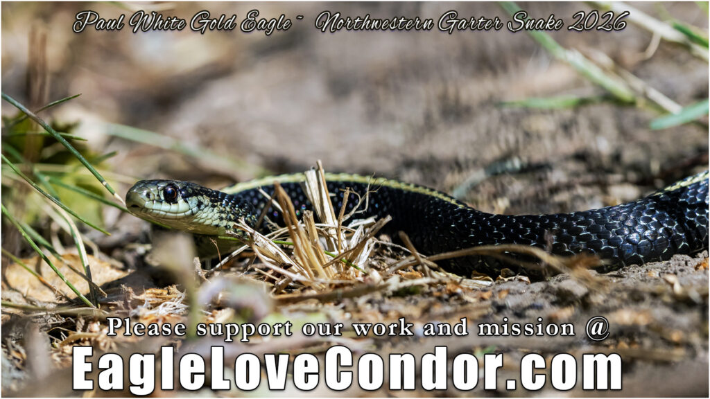 Northwestern Garter Snake