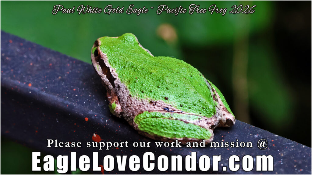 Pacific Tree Frog