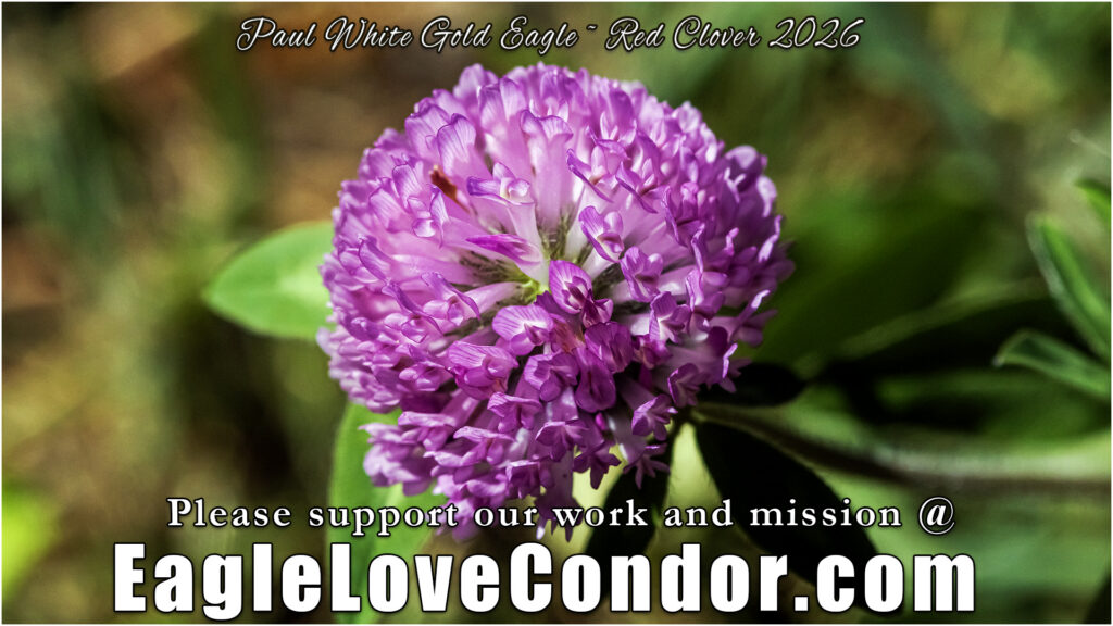Red Clover