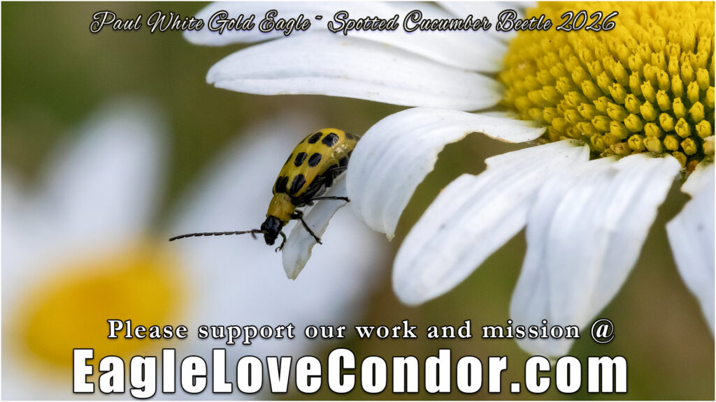 Spotted Cucumber Beetle