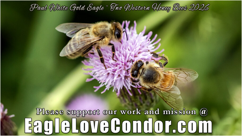 Two Western Honey Bees