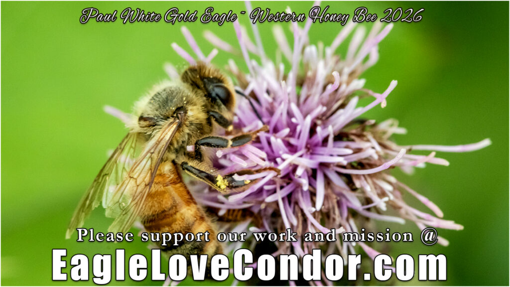 Western Honey Bee