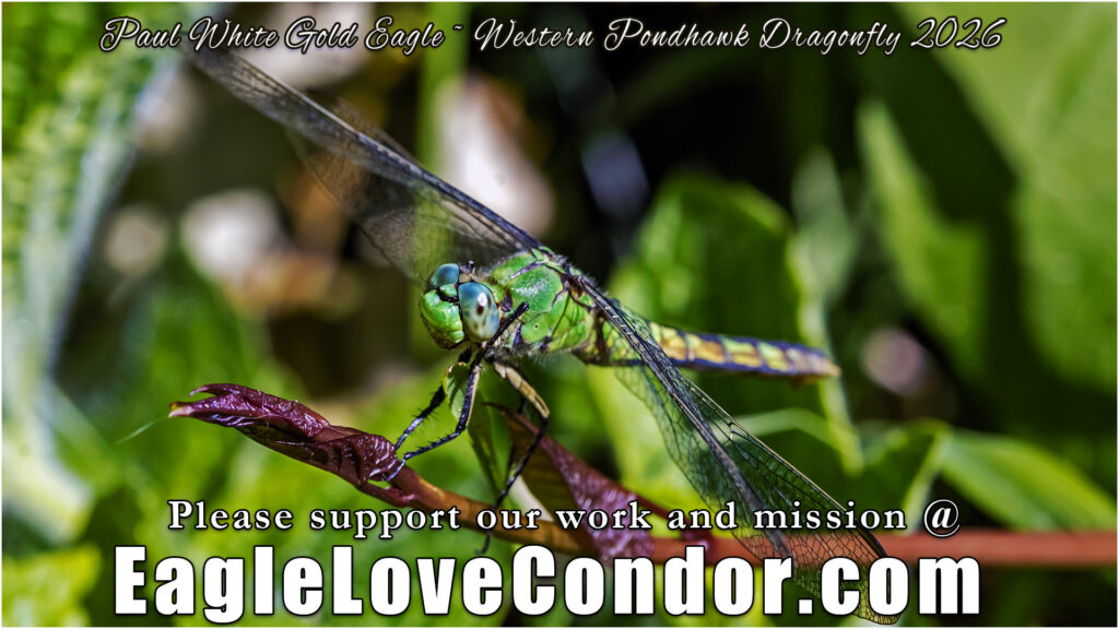 Western Pondhawk Dragonfly
