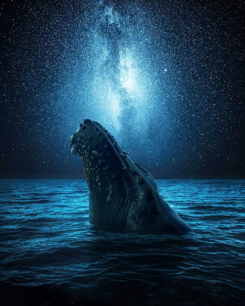 Whales of Sirius B