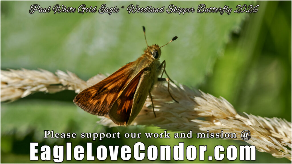 Woodland Skipper Butterfly