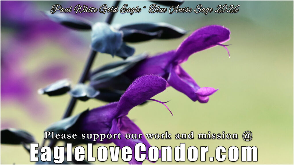 Blue Anise Sage