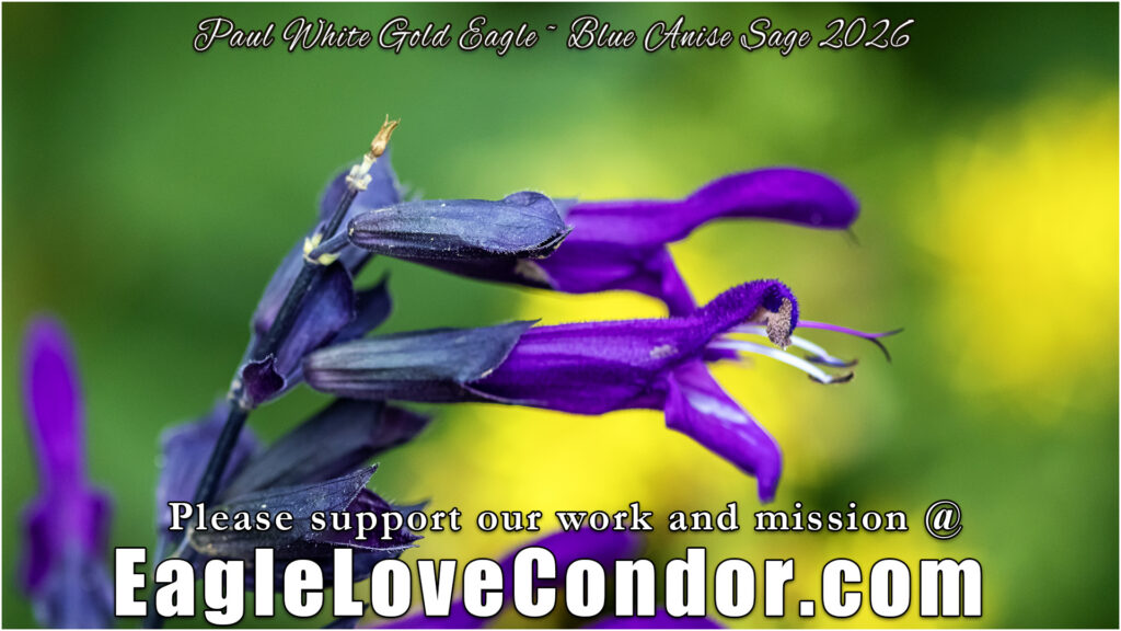 Blue Anise Sage