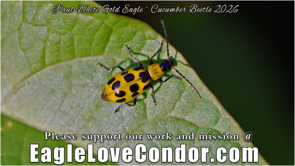 Cucumber Beetle