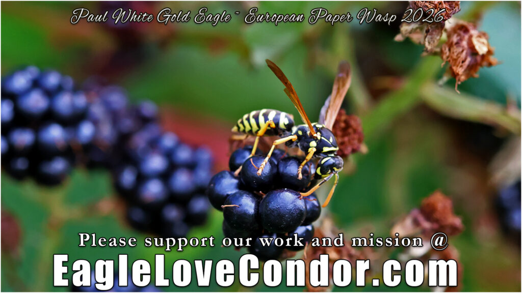 European Paper Wasp