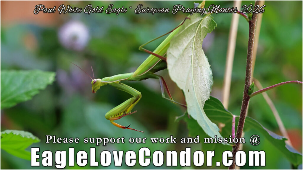 European Praying Mantis