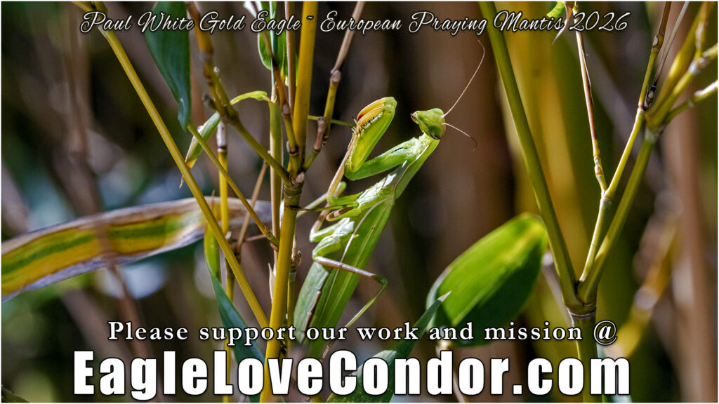 European Praying Mantis