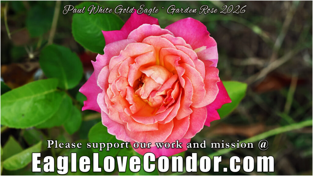 Garden Rose
