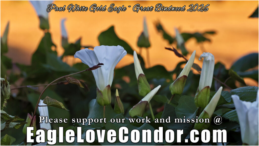 Great Bindweed
