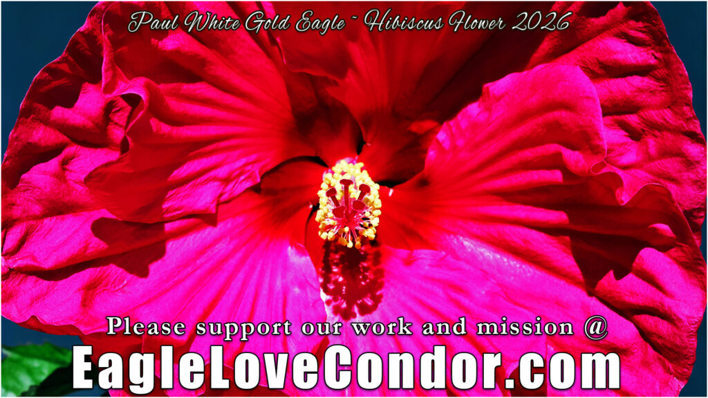 Hibiscus Flower