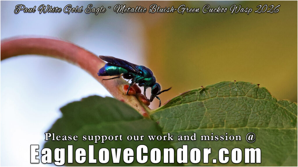 Metallic Bluish Green Cuckoo Wasp