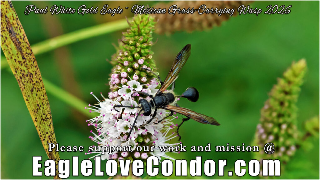 Mexican Grass Carrying Wasp