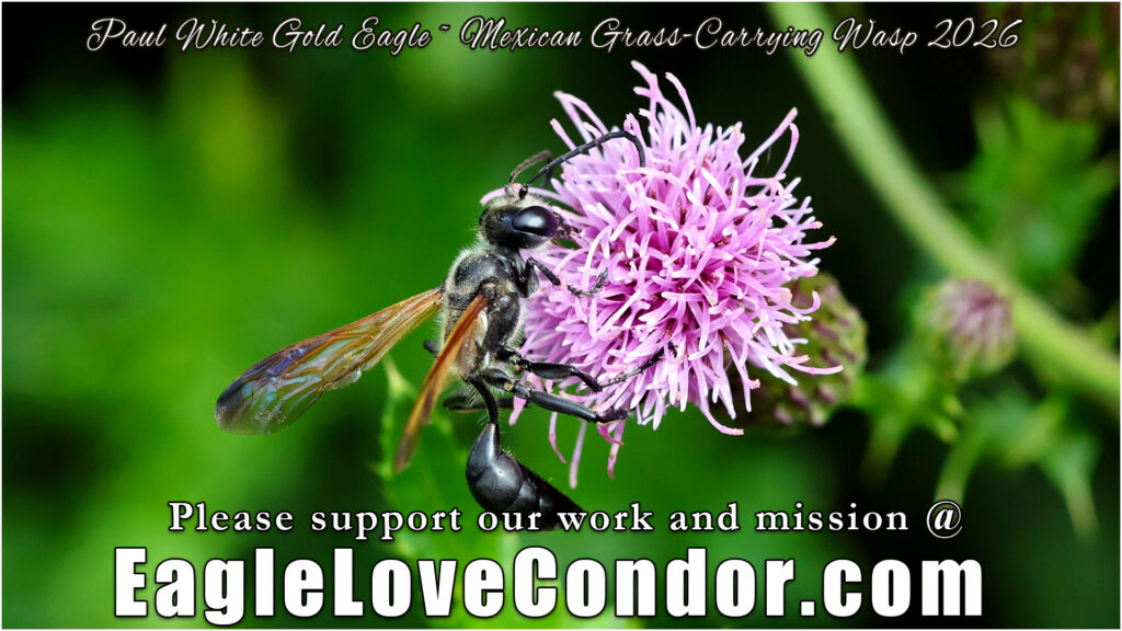 Mexican Grass-Carrying Wasp