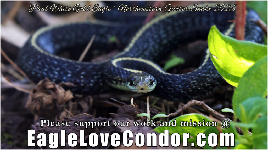 Northwestern Garter Snake