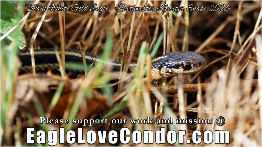 Northwestern Garter Snake