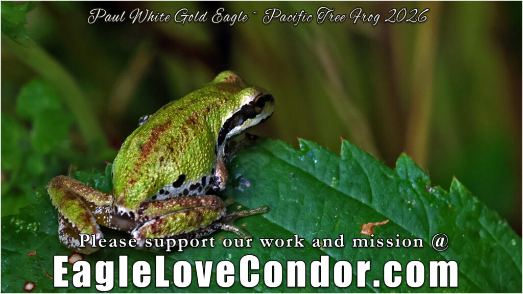 Pacific Tree Frog