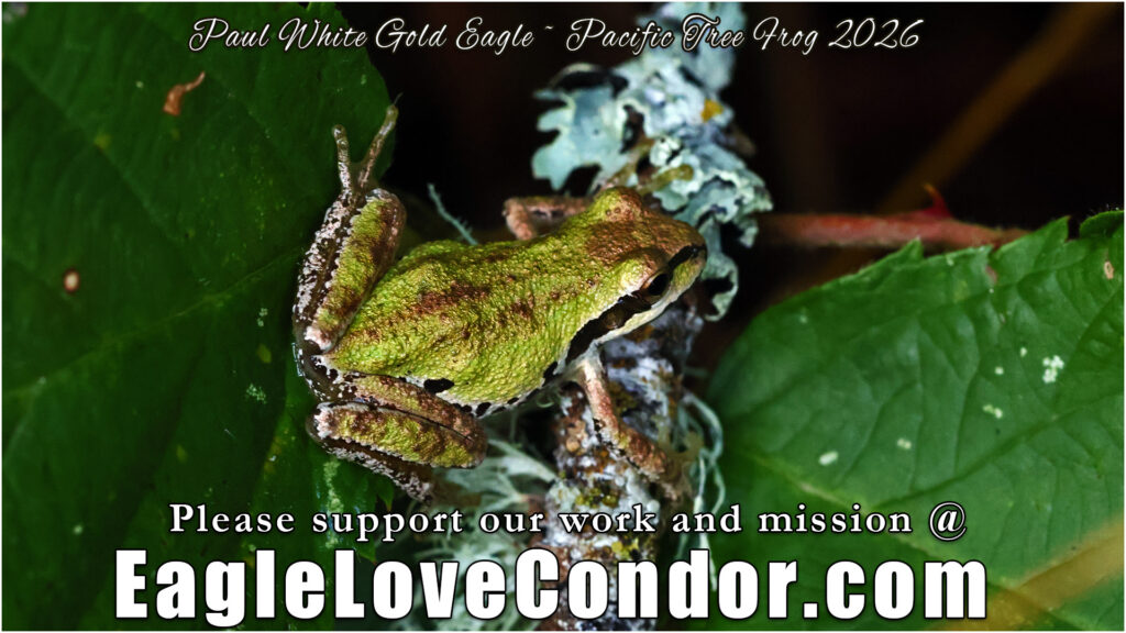 Pacific Tree Frog