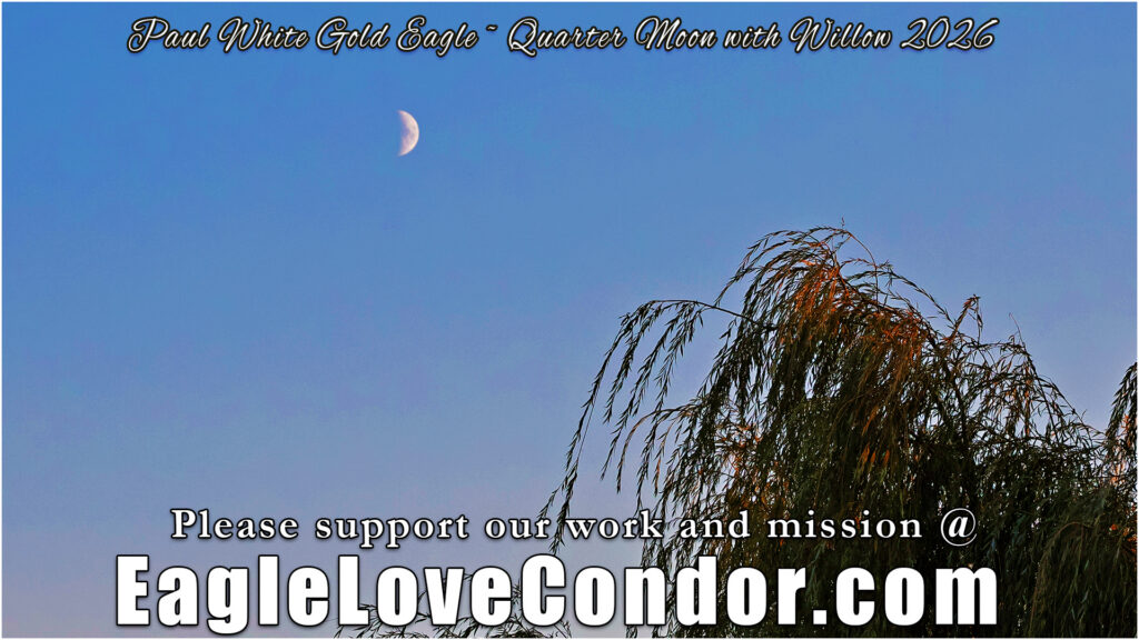 Quarter Moon with Willow