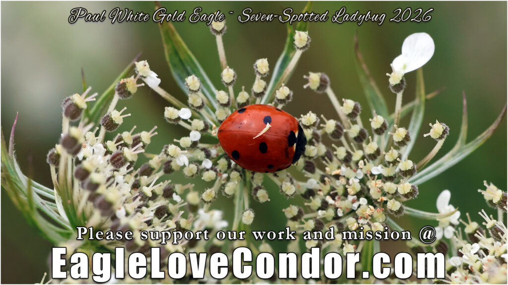 Seven Spotted Ladybug