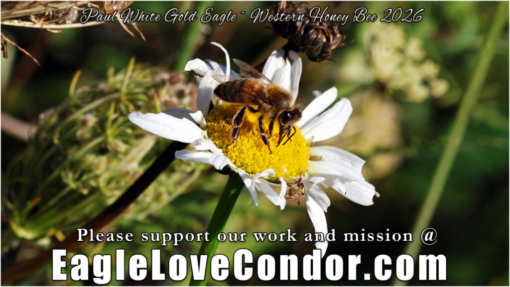 Western Honey Bee