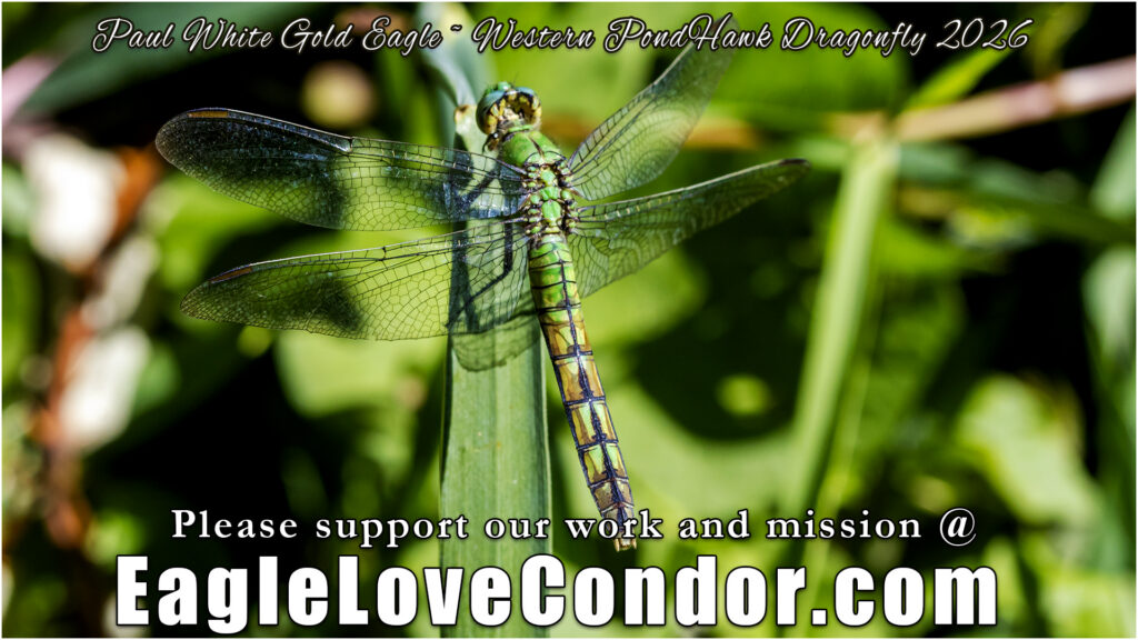 Western PondHawk Dragonfly