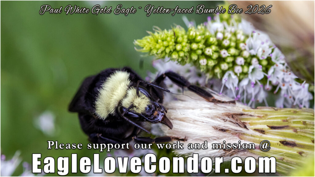 Yellow faced Bumble Bee