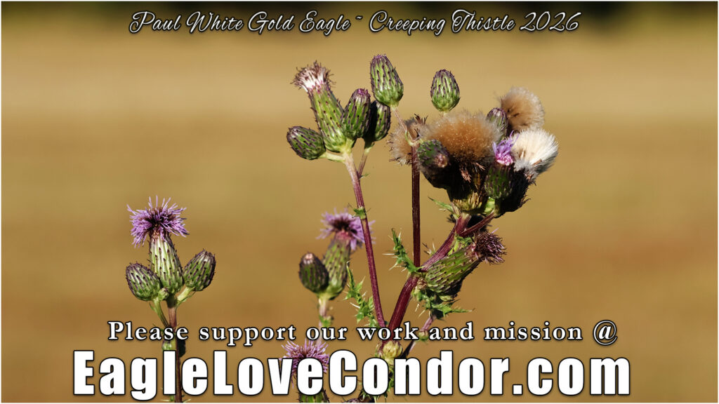 Creeping Thistle