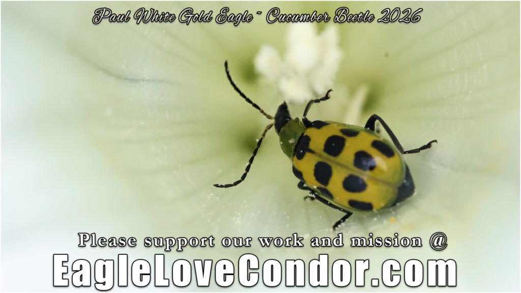 Cucumber Beetle