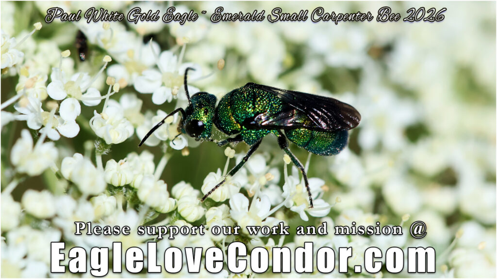 Emerald Small Carpenter Bee