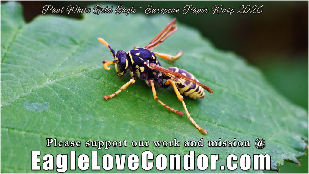 European Paper Wasp